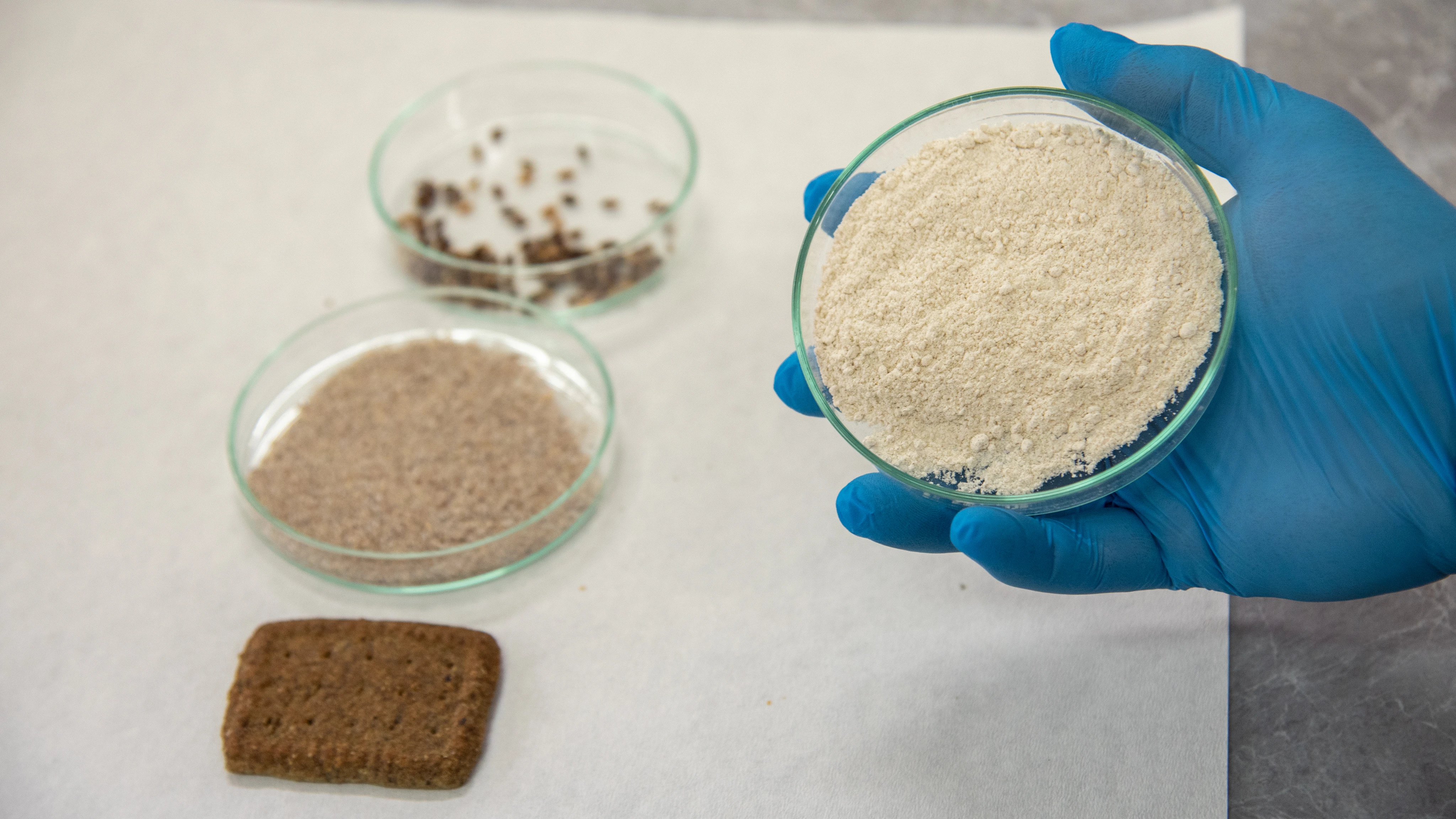 Alzheimer, diyabet ve kansere karşı renkli buğdaylardan bisküvi üretildi